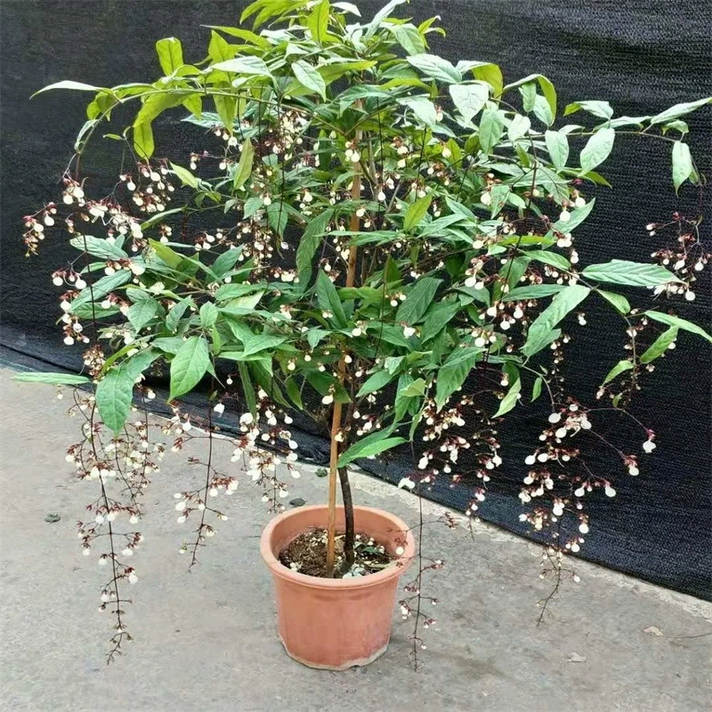 Жасмин Рассада в горшке Двойной кулон с бутоном цветка Хорошее растение Голова тигра в помещении Четыре сезона Гардения Цветочное зеленое растение
