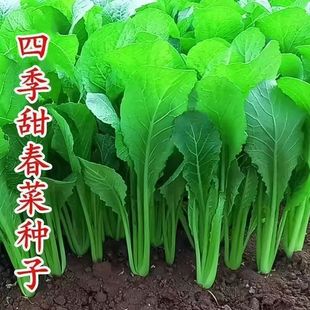 �ļ����˷N�����l���]���𴺲˷N���߲˷N���ļ��o���𴺲�����