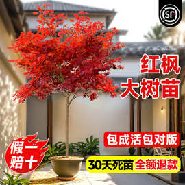 一件代发日本红枫庭院树苗室内客厅盆栽别墅四季红舞姬耐寒植物矮