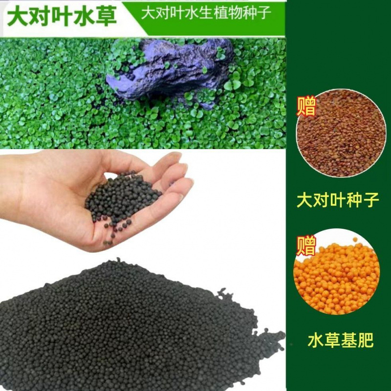 [인기핫세일] 무료 대형잎 7099개 + 무료 재배비료 - 고비료머드【2.51kg】