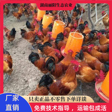 ��Ƥ�t���u����w���l�����r����B���u�׻���B֧���Bֳ���gָ��