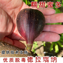 基地直发无花果树苗南方北方种植波姬红无花果苗规格齐全当年挂果