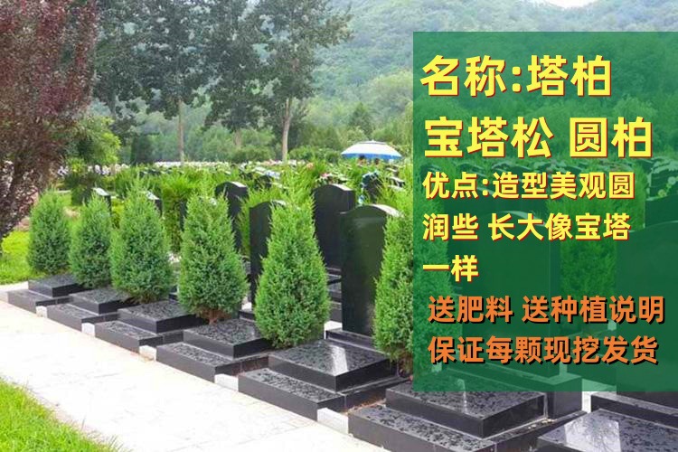 50cm 이상의 타버는 좋은 나무가 흙과 함께 나오도록 보장합니다.