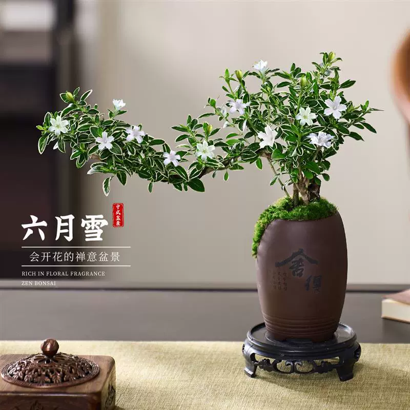 June Snow Bonsai Cliff Old Pile Zen Plant Кофейный столик для дома Офисный стол Цветок Зеленое растение Маленькое растение в горшке Легко ухаживать.