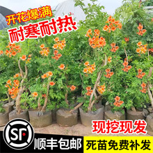 一件代发凌霄花苗耐寒爬藤植物庭院阳台炮仗花紫藤四季开花卉好养