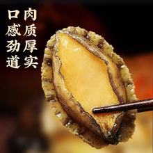 新鲜鲜活鲍鱼海鲜特大鲍鱼批发佛跳墙材料非鲍鱼干冷冻批发鲍鱼
