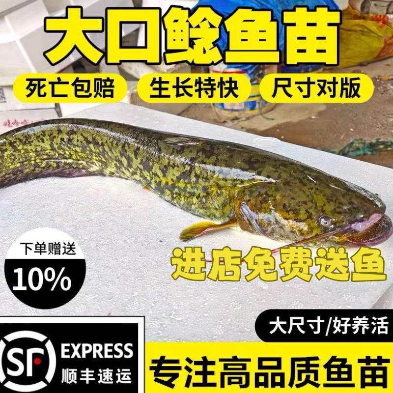 湖北大口鲶鱼苗淡水养殖食用活体河鲶土鲶鱼二须鲶肉食塘鲺鲶鱼苗