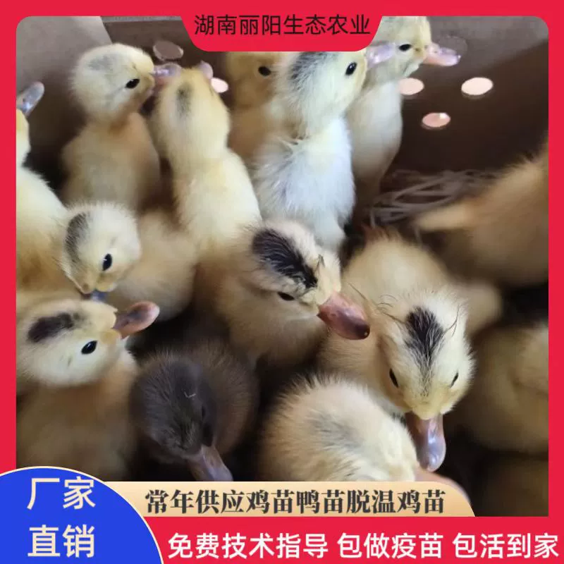 Живые утенки, домашние утенки, вылупившиеся утенки, яичные утенки Цзяннань, водные утенки, большие мясные утенки