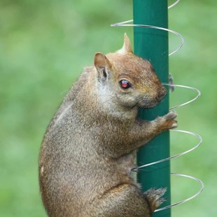 Outdoor feeder anti-Squirrel stealing Spring device Squirrel Proof Spring Squirrel bezel