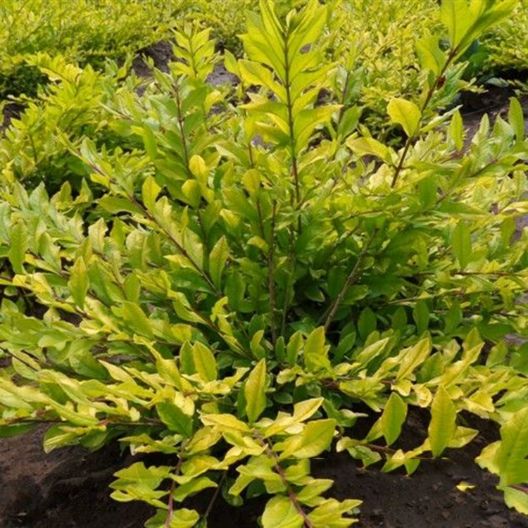 Базовый водный воск, высококачественный водный воск с золотыми листьями, инженерные зеленые саженцы, саженцы водного воска с золотыми листьями, питомничьи саженцы