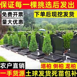 柏树树苗 塔柏 扁柏松柏侧柏树苗圆柏松树宝塔松龙柏苗绿化四季青