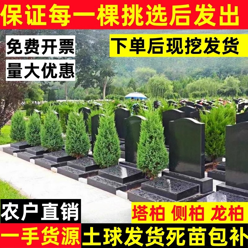 Cypress Saplings, Tower Cypress, Flat Cypress, Pine and Cypress, Arborvitae Saplings, Round Cypress, Pine Tree, Pagoda Pine, Dragon Cypress Saplings, Greening All Year Round