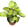 Base wholesale purple leaf Fulu Tong small pot can be used as micro -landscape water tank plant to nourish green plants