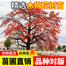 ľ�޻�����Ӣ�ۘ��^�t���ļ��L����G������Դ�̖������ľ�ޘ���