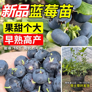 Blueberry Tree Fruit Seedlings Shipped with Leaves, Fruit-Bearing Cold-Resistant New Varieties, Extra-Large Fruit Potted Plants, Planted in the North and South