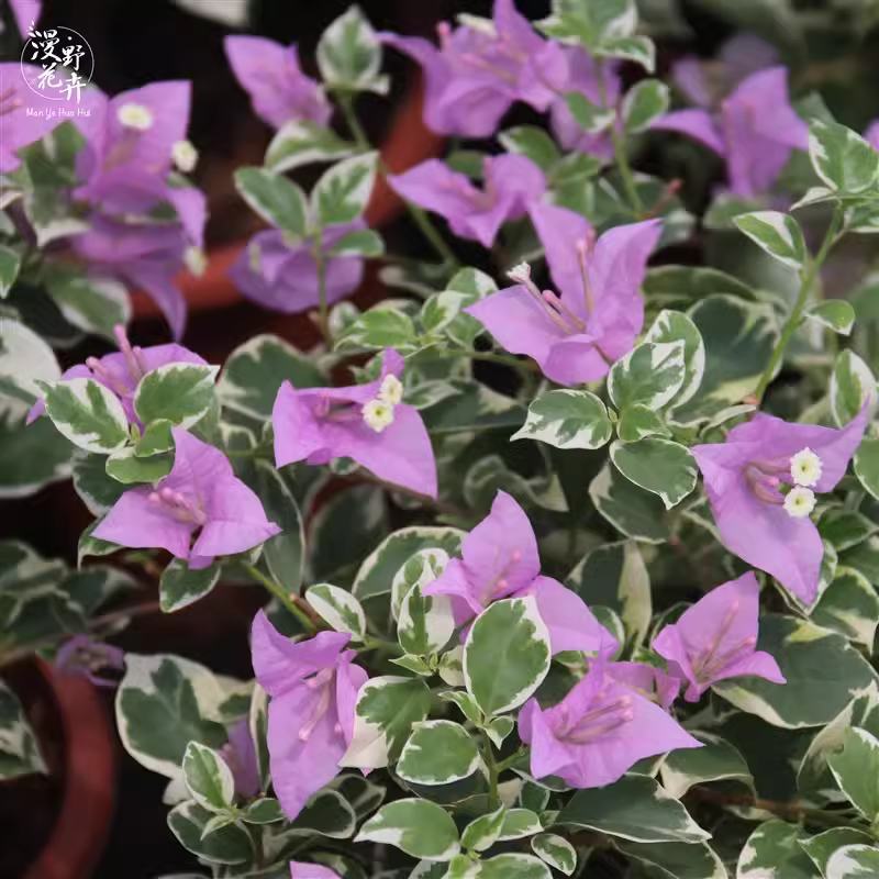 9.9 Flores frecuentes variedades de ciruela triangular en maceta jardín de plántulas es bueno para alimentar las plantas de vid de flores image 41