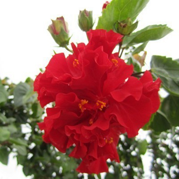 大花重瓣扶桑花苗带花苞发货重瓣木槿朱槿牡丹花四季开花绿植盆栽