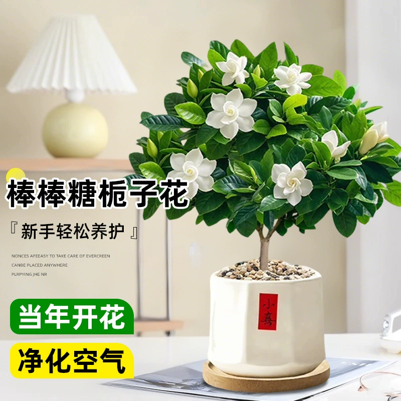 Цветок гардении с одним стеблем, зеленое растение в горшке, в форме леденца, для внутреннего и наружного использования, растение с старым сучком, легко выращиваемое, вечнозеленое, все сезоны