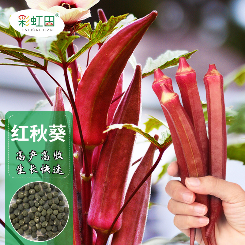 Red okra seeds High -yield fruit okra seedlings are rich in…