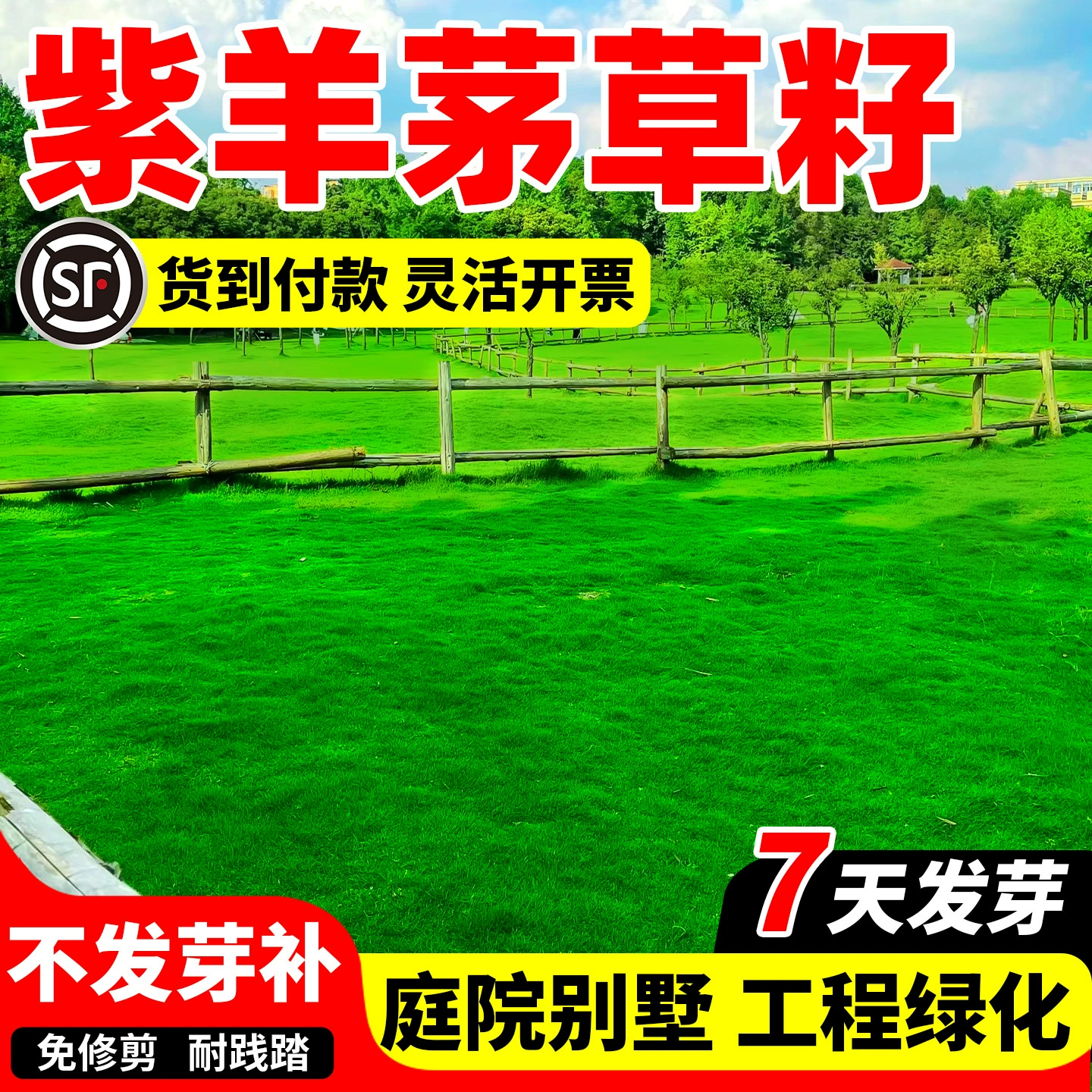 Семена фиолетовой овечьей травы, семена вечнозеленого газонного покрытия для всех сезонов, высококачественная овечьая трава, низкорослая, морозостойкая, для защиты склонов, укрепления почвы, для двора.