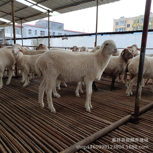 �����Сβ������˰�ɽ����Ʒ�NһֻСβ����d���Bֳ