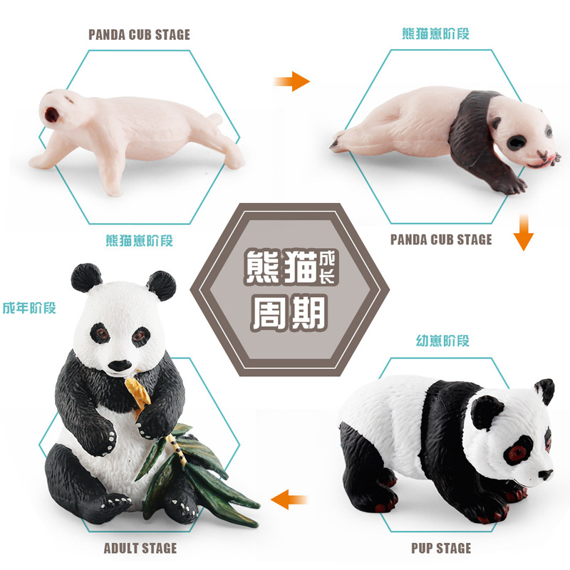 La simulación del ciclo de crecimiento de panda del Tesoro Nacional cognitivo de los niños animal gato oso proceso de crecimiento decoración estática modelo de juguete