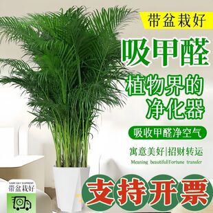 ���FҬ�Ә���;Gֲ�҃ȿ͏d�k���ҳ���ȩ�����՚�ɢβ������