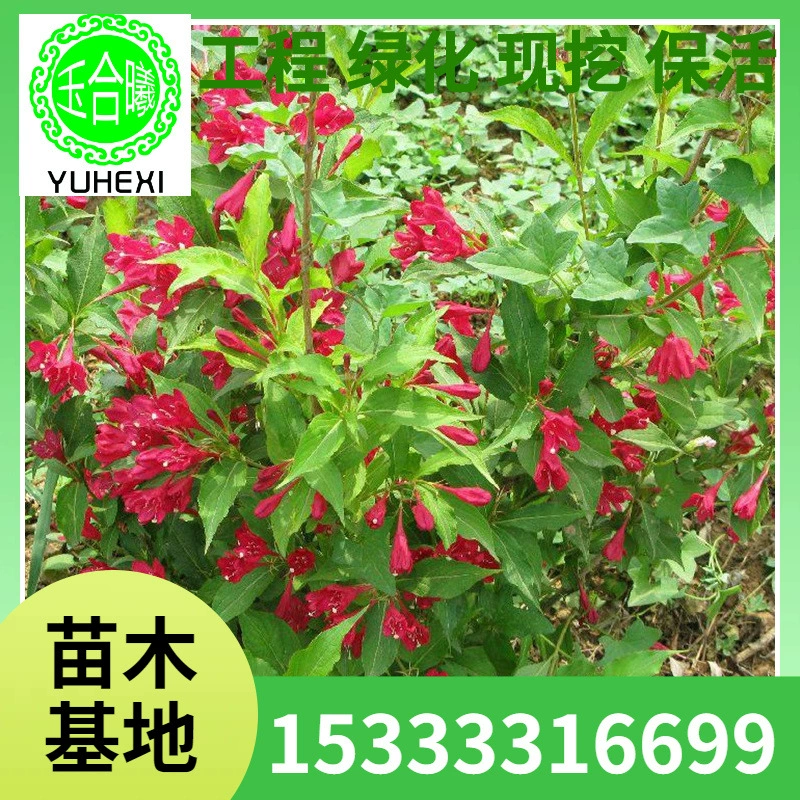 Красный принц, жимолость, красный принц, жимолость, чашка для рассады, питательная чашка для рассады, северо-восточная рассада, рассада для живой изгороди, украшение для двора виллы