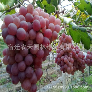 �����t���S���۷ۼt������ꖹ�õ����Ӻ��ĺھ޷�o�Ѻ����ј���
