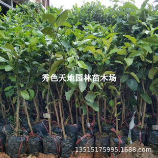 ���_�������Ә���t�����ּ޽�̩���t��ʯ��Ƥ���ֹ����箔��Y��