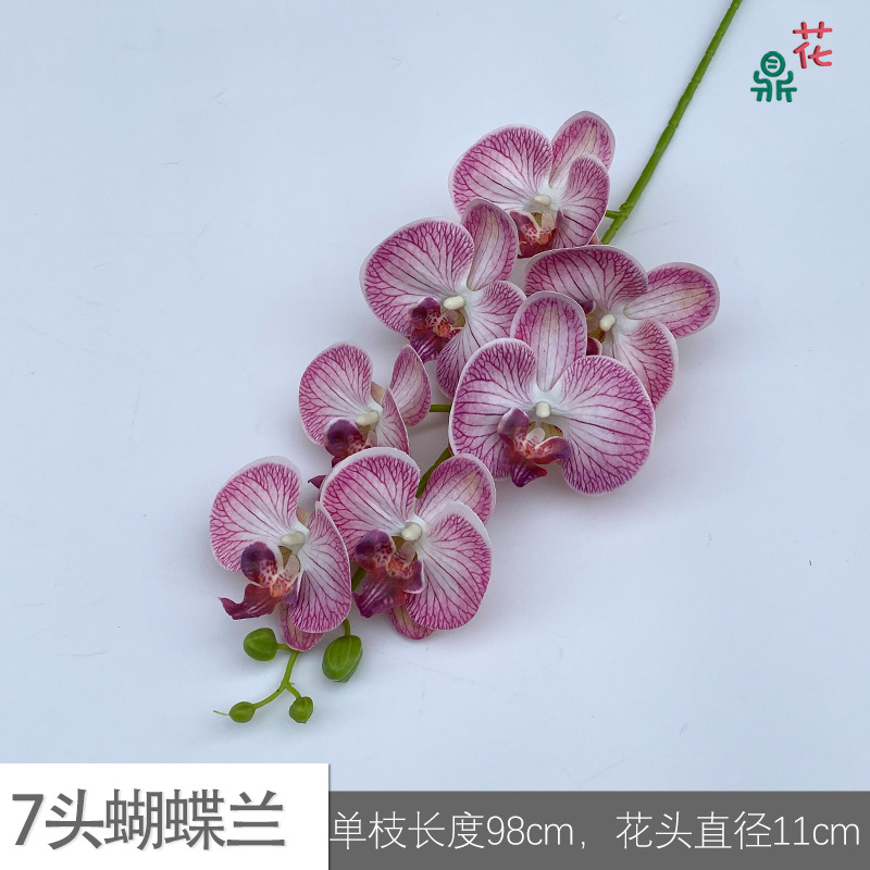 7 phalaenopsis GFG #13 패턴 깊은 핑크
