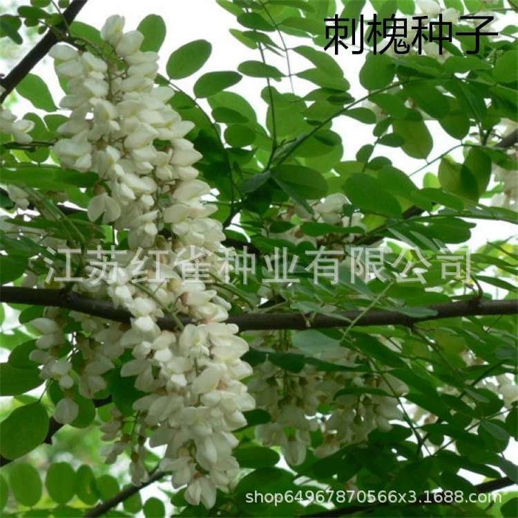 Массовые семена Robinia pseudoacacia Белый цветок Robinia pseudoacacia Amorpha fruticosa Robinia pseudoacacia Медовая коллекция семян софоры японской Высокое качество семян софоры японской