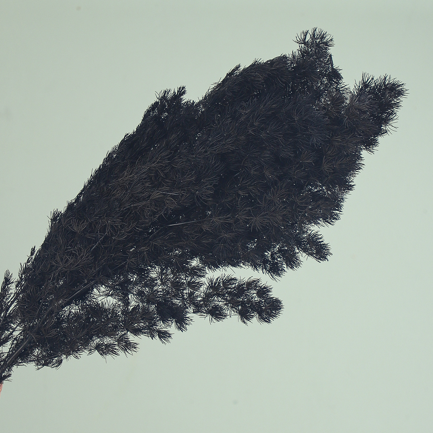 Flores secas de siete colores cordier flor flor flor flor de embalaje flor decoración flordiy florista florística material de ramo de embalaje floral