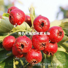 ɽ高oɽ高箔YԵԼ޽ɽ高