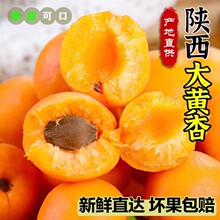 陕西大黄杏子新鲜水果大果特大巨蜜酸甜爆汁杏子果园直发一件代发