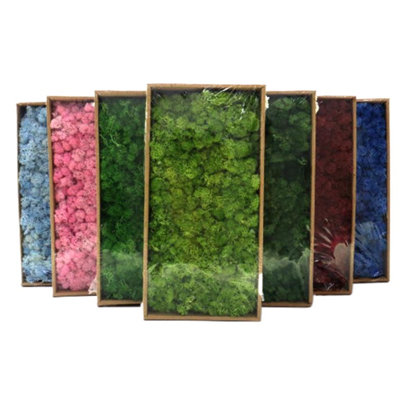 Musgo eterno colorido musgo micro paisaje DIY decorativo planta verde multicolor opcional asta decorativa musgo