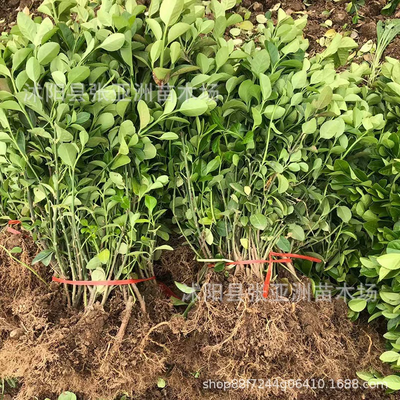 Листетка саженцы виноградных лоз различных спецификаций для озеленения Настенные саженцы защита уклона дороги вьющиеся растения