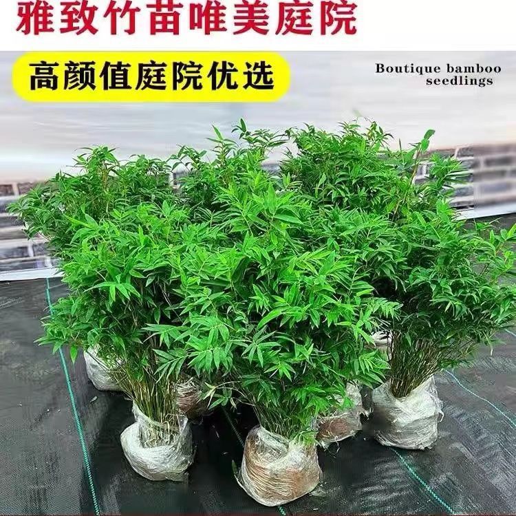 米竹盆栽竹苗凤尾竹观音竹微型盆景竹子矮化小叶观赏