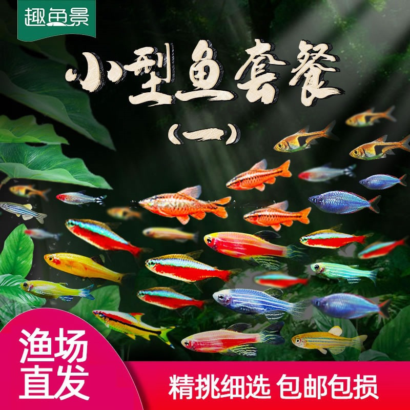 热带观赏活鱼养宝莲灯淡水金鱼苗天使孔雀小型红绿灯科小鱼