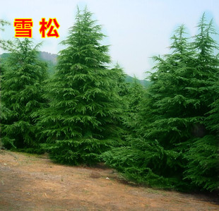 ͥԺ�G��������ľ�ɘ���ѩ�ɘ���ѩ��С���ͺ��ļ�����ֲ��