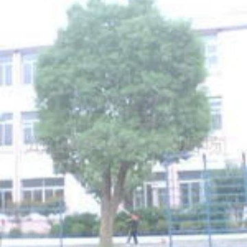 Lushan Family Courtyard Greening Jiujiang Seedlings Jiangxi Seeds Дизайн домашнего озеленения Услуги по посадке