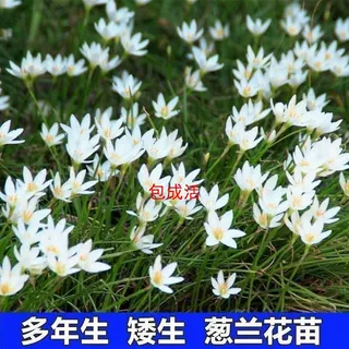 【满100棵送10棵】葱兰风雨兰花葱莲庭院绿化喜阴植物常年开花