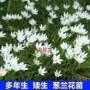 植物绿化风雨常年葱兰