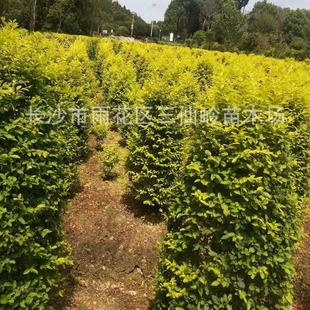 ���ϻ������l ���~Ůؑ�� ���Ůؑ ���~Ůؑ��Ůؑ�� ͥԺ�G��