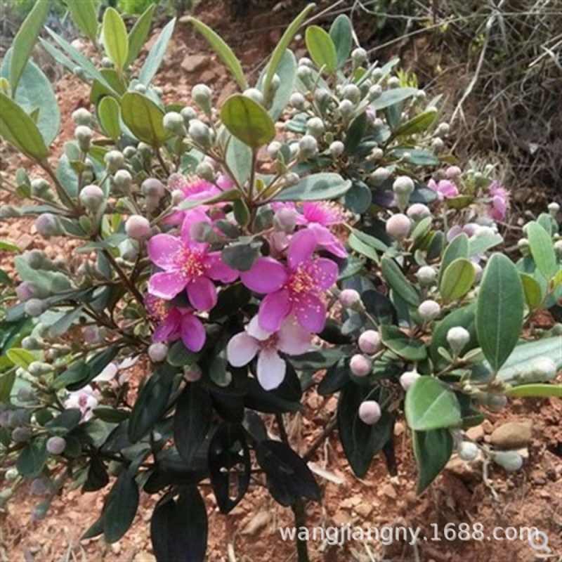 桃金娘稔子树苗四季种植耐寒常青别墅庭院花树户外绿化观赏盆栽