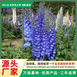 种子;种球;种苗
