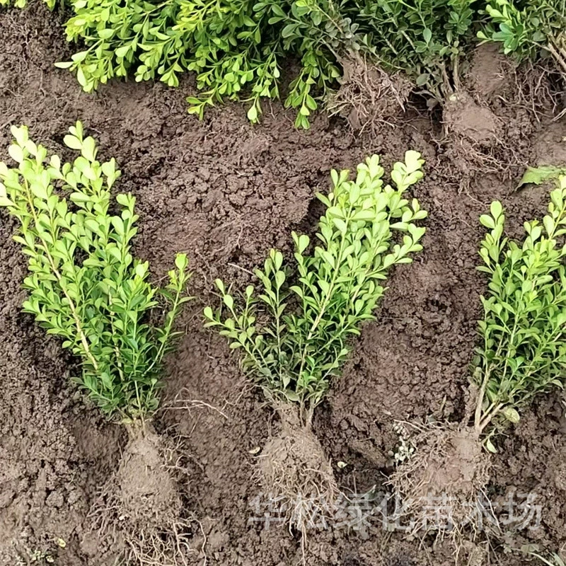 Саженцы самшита для садоводства, вечнозеленые кустарники для всех сезонов, цветочные клумбы с цветными блоками, самшит, самшит с семенами дыни.