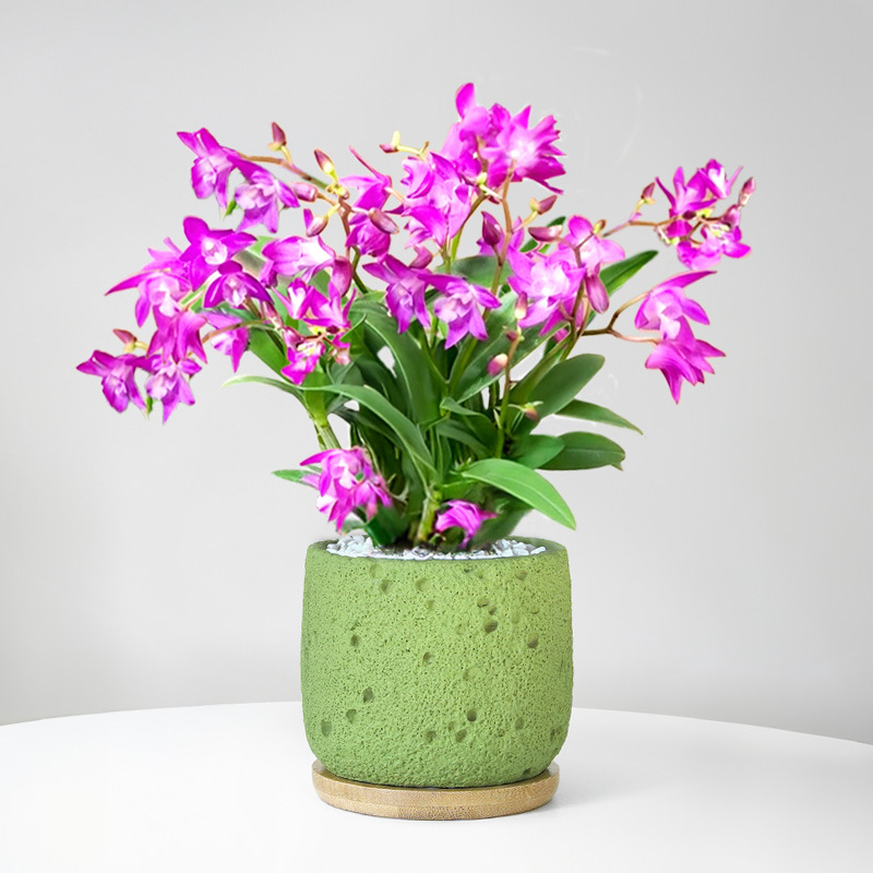 Perfume dendrobium orquídea planta en maceta con brotes de flores flores de cuatro estaciones flores de interior plantas verdes de oficina orquídea de escritorio bonsai