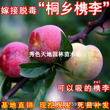 ��Ʒ�N������ͩ�l�d����������������Ϸ��Nֲ����Y��������