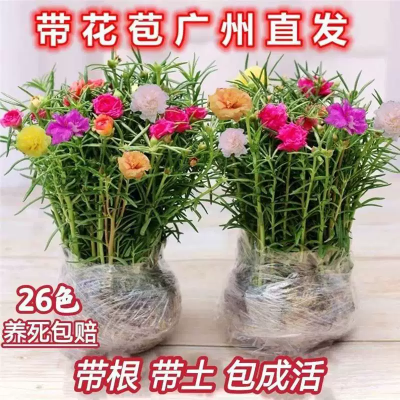 [С корнем с оригинальной почвой] Подсолнечная рассада в горшках с двойными лепестками